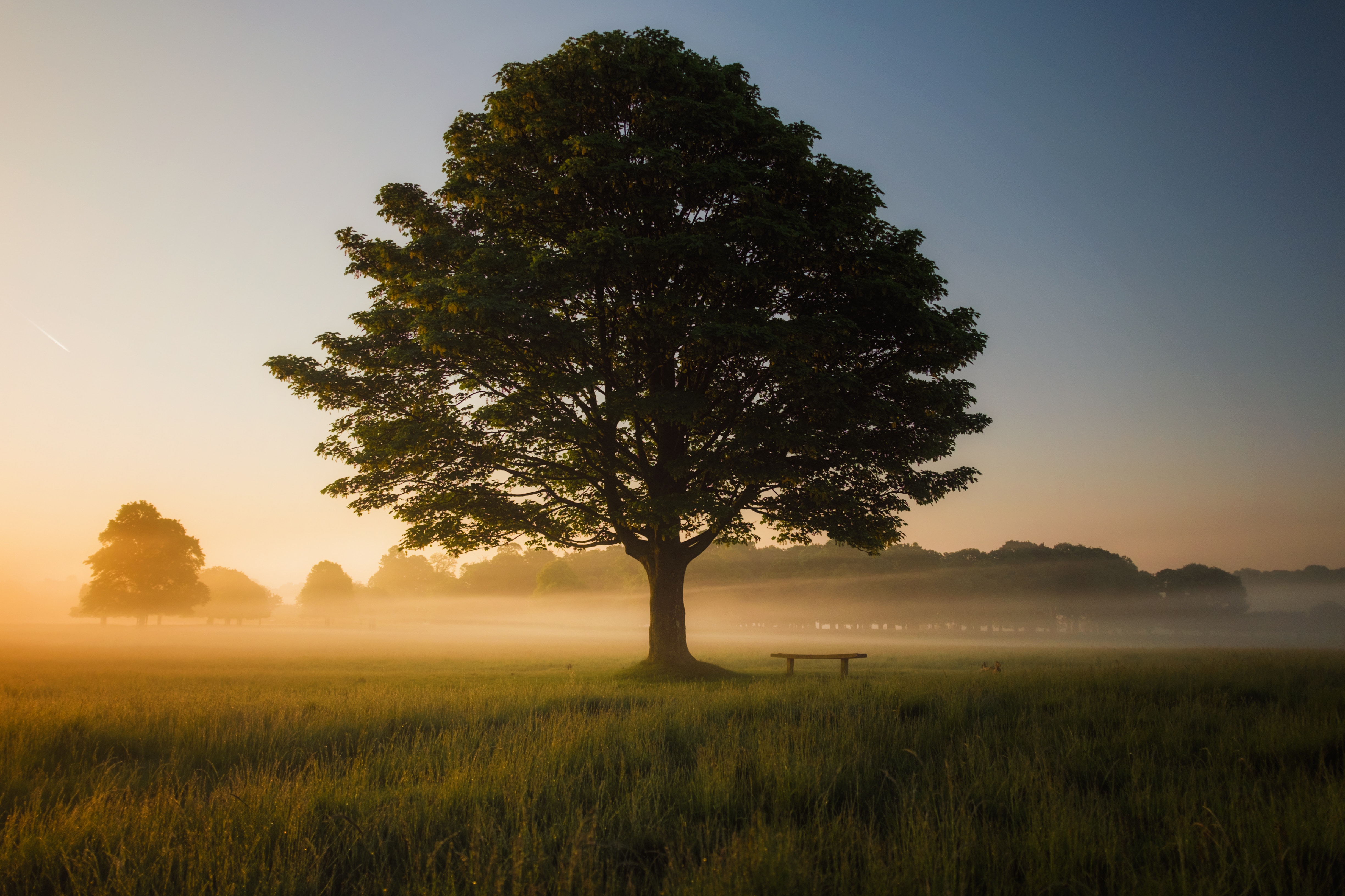 A large tree sits in a field of green grass and early morning fog, perfect for reflecting on the past and contemplating the future